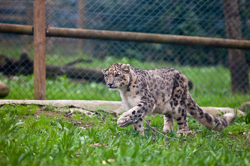 IMG_8089.jpg - il est malheureusement toujours trop près des grillages