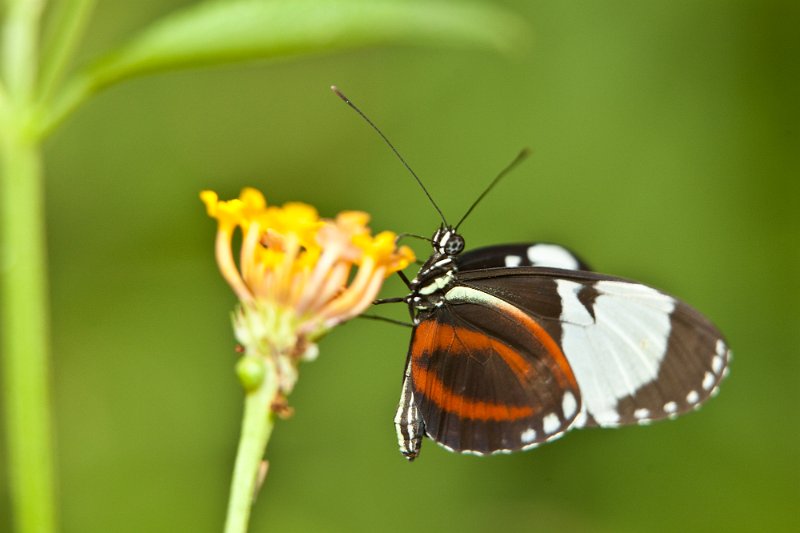 IMG_2994.jpg - Heliconius erato