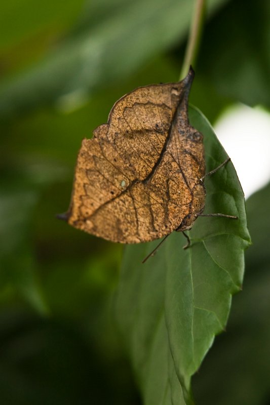 IMG_3106.jpg - Kallima inachus, le mimétisme avec une vieille feuille est quasi parfait à l'instar des phasmes feuille.
