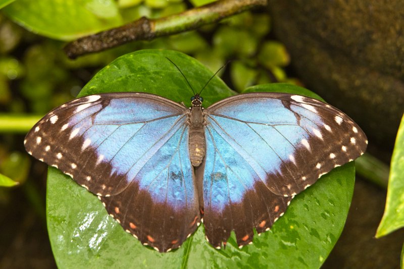 IMG_3108.jpg - un Morpho peleide, ils ne sont pas souvent les ailes ouvertes.