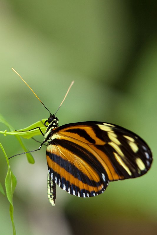 IMG_3115.jpg - Dryas Julia