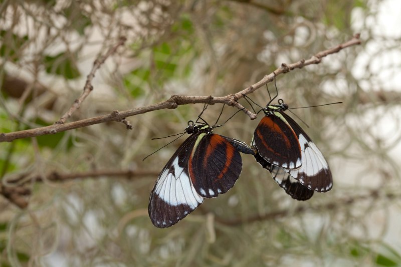 IMG_3150.jpg - accouplement heliconius ? ou mixage ?