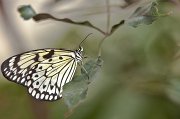 IMG_2951