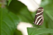 IMG_3131