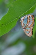 IMG_3222