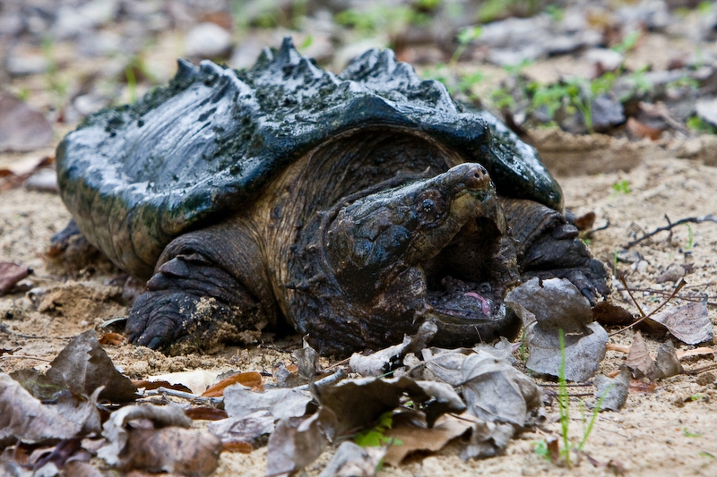 IMG_9447.jpg - tortue Alligator (Macroclemys temminckii)