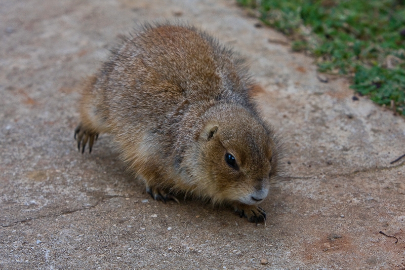 IMG_9462.jpg - Chien de prairie à pieds noirs