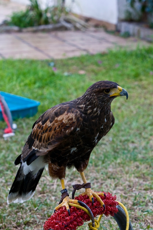 IMG_9501.jpg - aigle royal