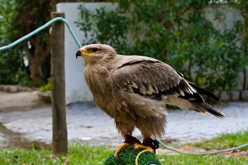 IMG_9507.jpg - aigle royal