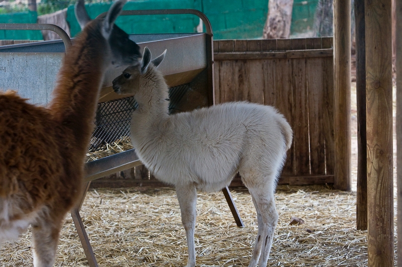 IMG_9531.jpg - guanacos