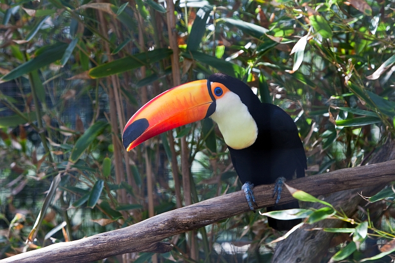 IMG_5555.jpg - Toucan toco toujours aussi curieux (au moins il n'est pas caché comme à paradisio)