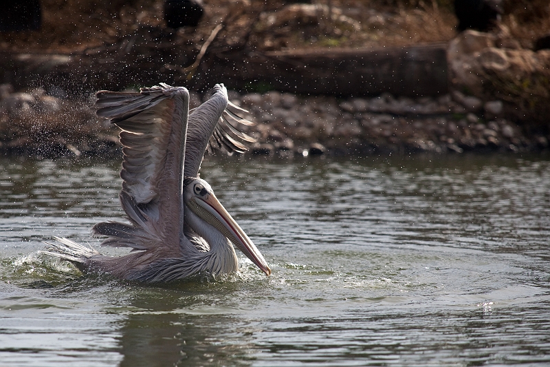 IMG_5762.jpg - 420 mm ca signifie le 300 mm + 1,4 extender sur le 5D MKII