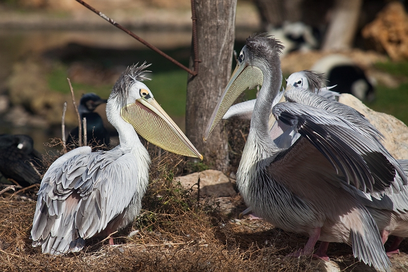 IMG_5837.jpg - la beauté de ces pélicans qui m'ont fait un ballet aquatique est époustouflante.