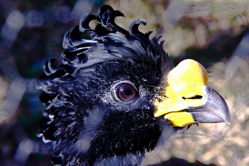 IMG_4505.jpg - Grand hocco