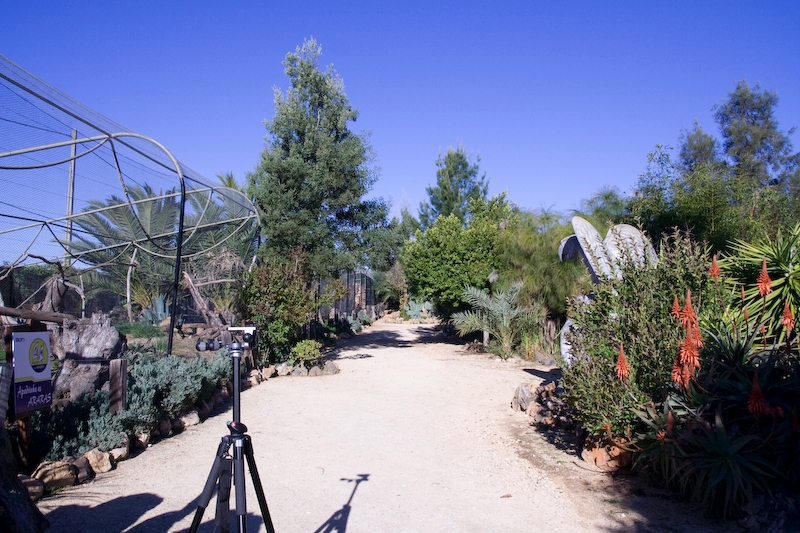 IMG_4512.jpg - à guache cage des haras