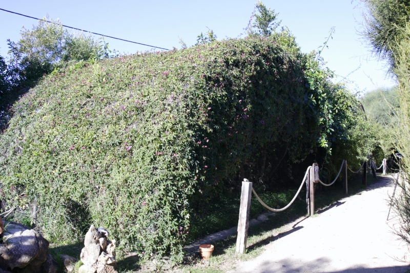IMG_4528.JPG - Cage des toucans si je ne m'abuse, mais la verdure qui l'entoure et les Passiflores en plein mois de décembre m'ont vraiment étonné, et cela ajoute à la magie du Zoo