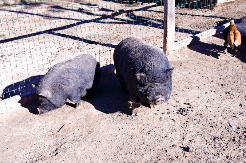 IMG_4580.jpg - à vu de nez des cochons