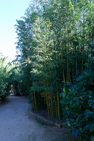 IMG_4725.jpg - Frais et verdoyant ! allées agréables.