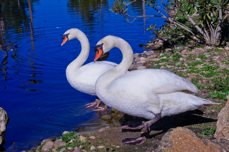 IMG_4775.jpg - Cygnes blanc