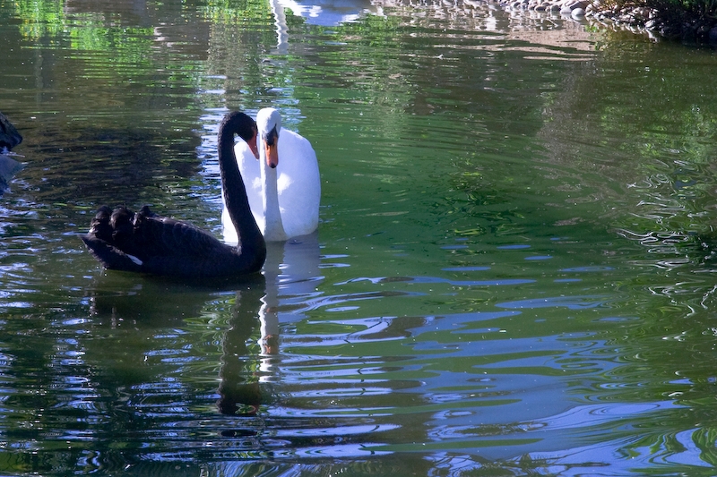 IMG_4788.jpg - Cygne noir & Cygne blanc ... leur petit un cygne gris ?? :)