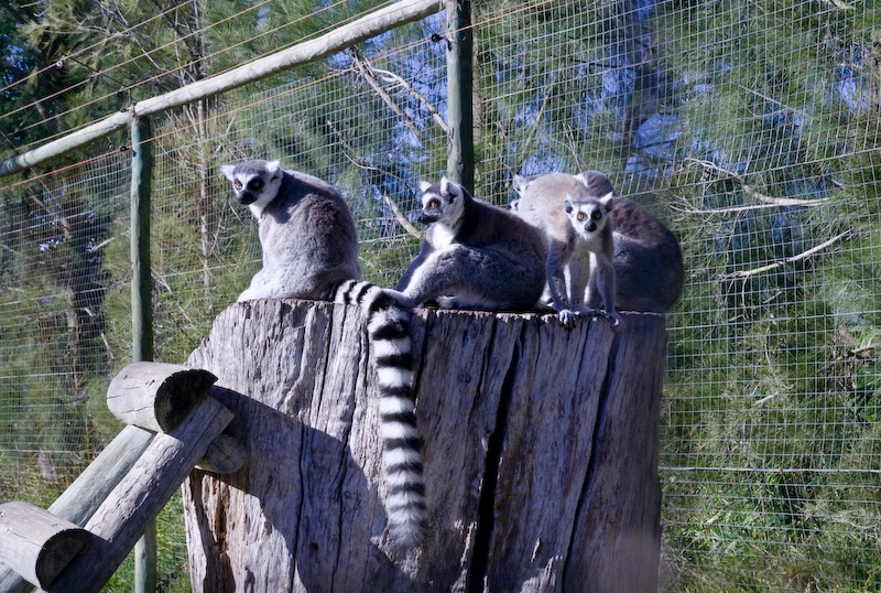 IMG_4835.jpg - Lemur à queue annelée