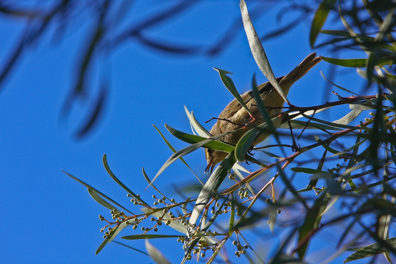 IMG_8434.jpg - Petit oiseau à l'entrée du Zoo