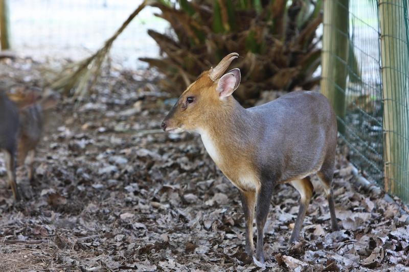 IMG_8446.jpg - Agouti Ponctué