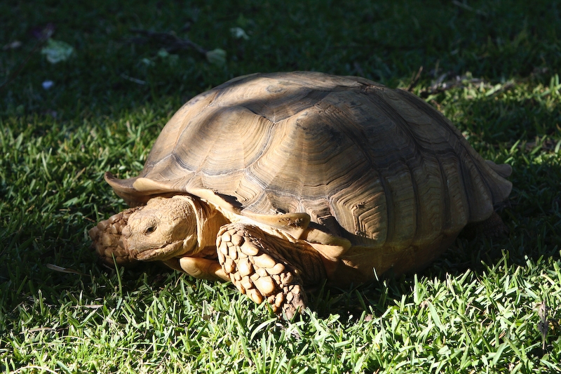 IMG_8450.jpg - Tortue Terrestre Africaine