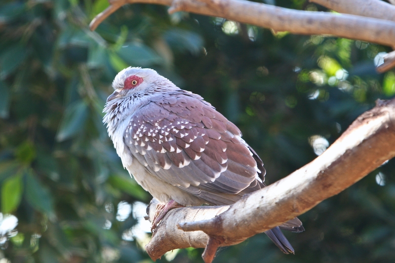 IMG_8459.jpg - Pigeon de guiné