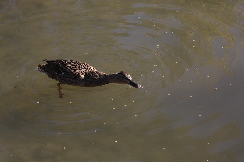 IMG_8509.jpg - Canard mangeant les petites graines que j'ai jeté dans l'eau pour les poissons. (il y a un distributeur juste devant la mare)