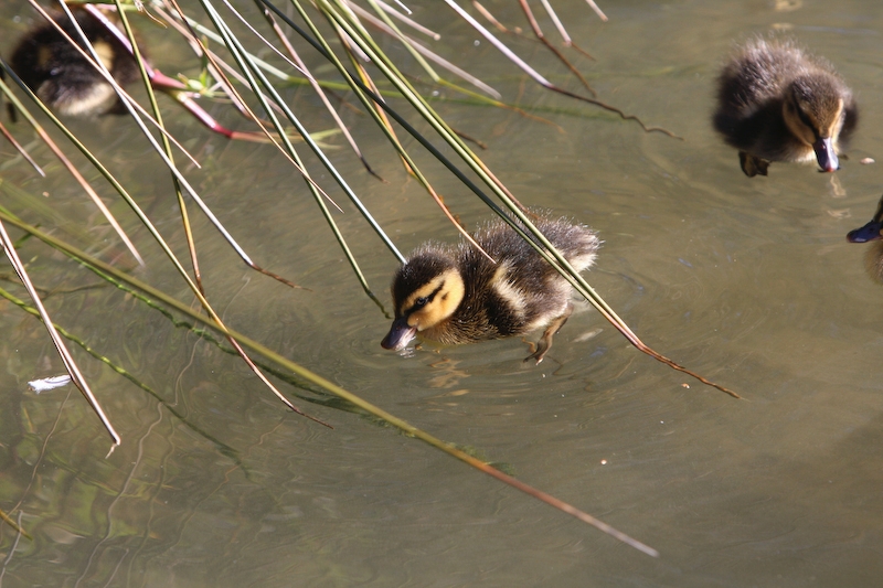IMG_8524.jpg - petit caneton (dommage que je n'ai pas pu me mettre à son niveau, la photo aurait été top ! )