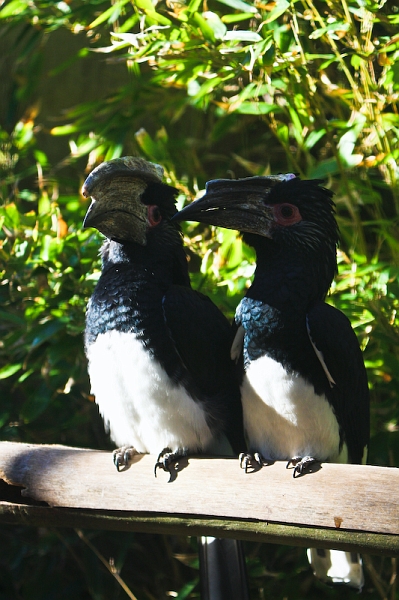 IMG_8596.jpg - calao trompette