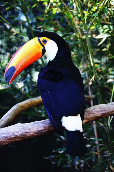 IMG_8607.jpg - Toucan Toco