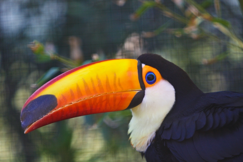 IMG_8616.jpg - Toucan Toco