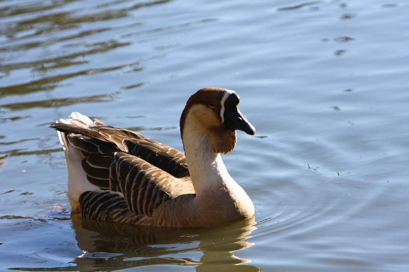 IMG_8652.jpg - un canard (roux ?)