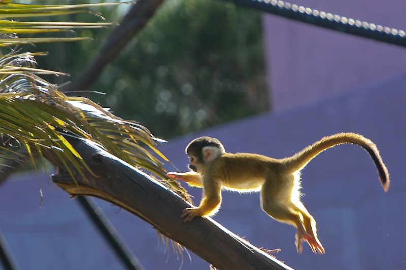 IMG_8666.jpg - saïrimi