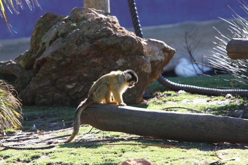 IMG_8678.jpg - saïrimi