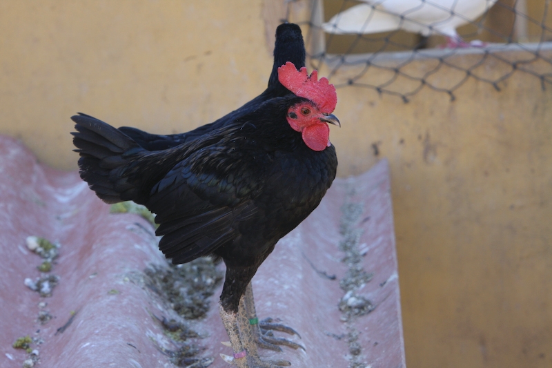 IMG_8722.jpg - Bein une poule ...