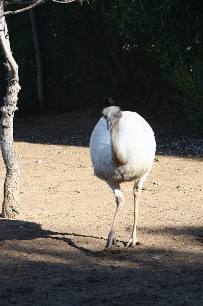 IMG_8746.jpg - nandu