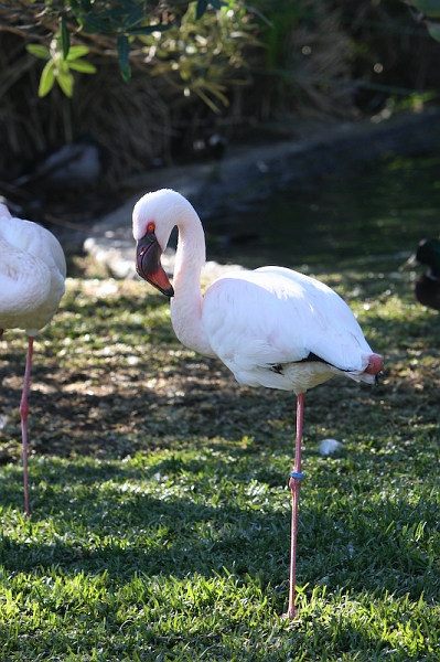 IMG_8753.jpg - Flamant rose usuel