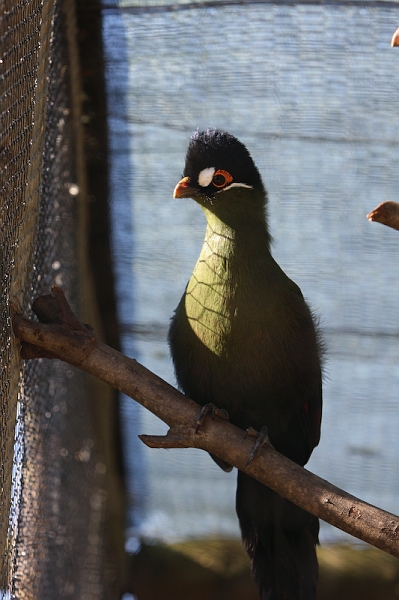IMG_8787.jpg - tauraco à joues blanches