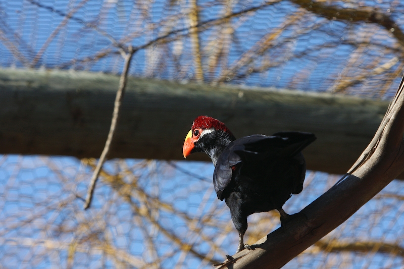 IMG_8792.jpg - Urubu à tête rouge