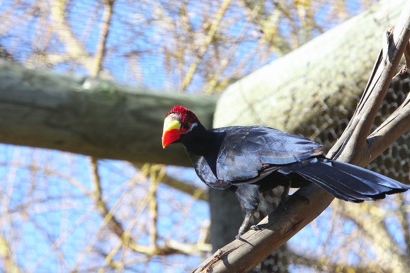 IMG_8798.jpg - Urubu à tête rouge