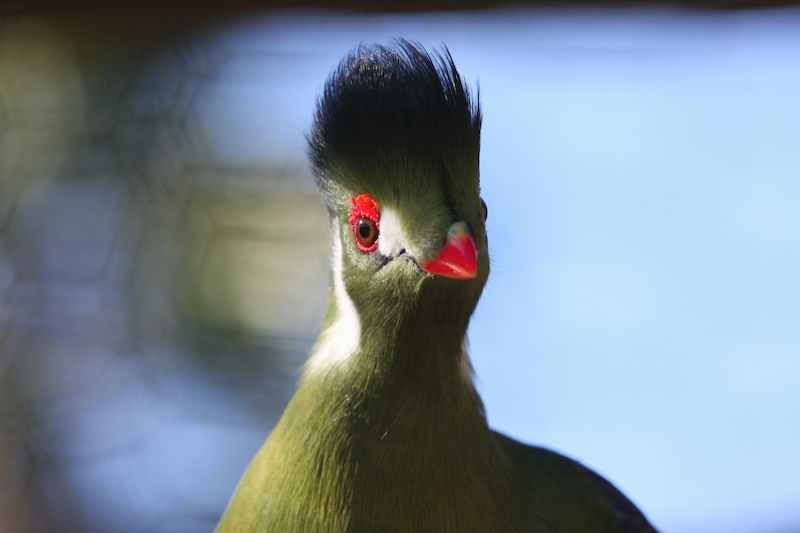 IMG_8825.jpg - Tauraco vert