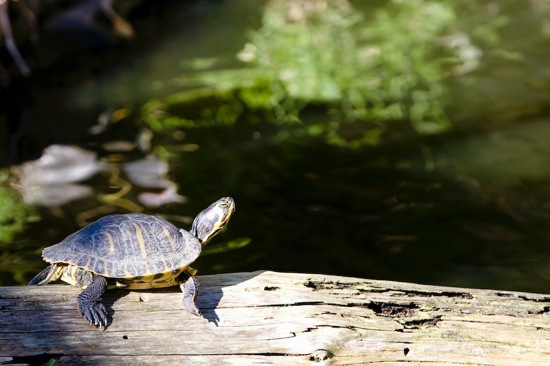 IMG_8838.jpg - Tortue de Floride