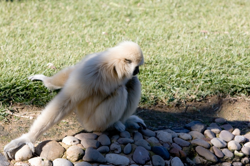 IMG_8872.jpg - Gibbon