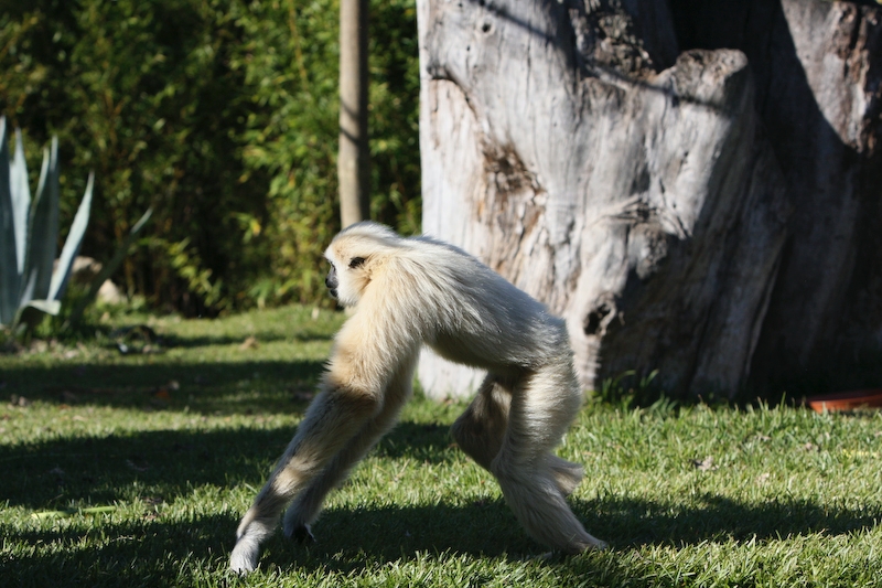 IMG_8875.jpg - Gibbon