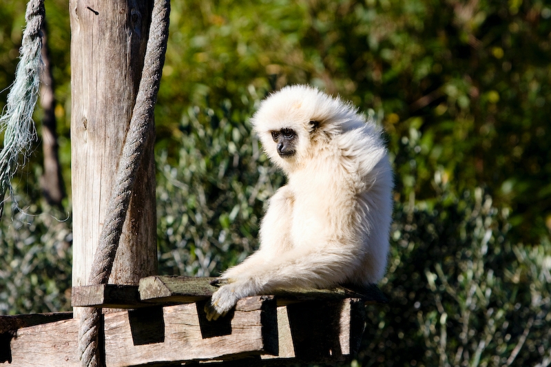 IMG_8882.jpg - Gibbon