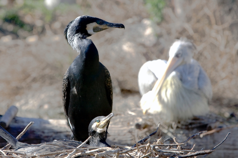IMG_8929.jpg - cormoran