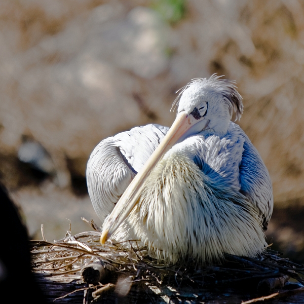 IMG_8945.jpg - Pélican